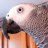 africangreyparrot